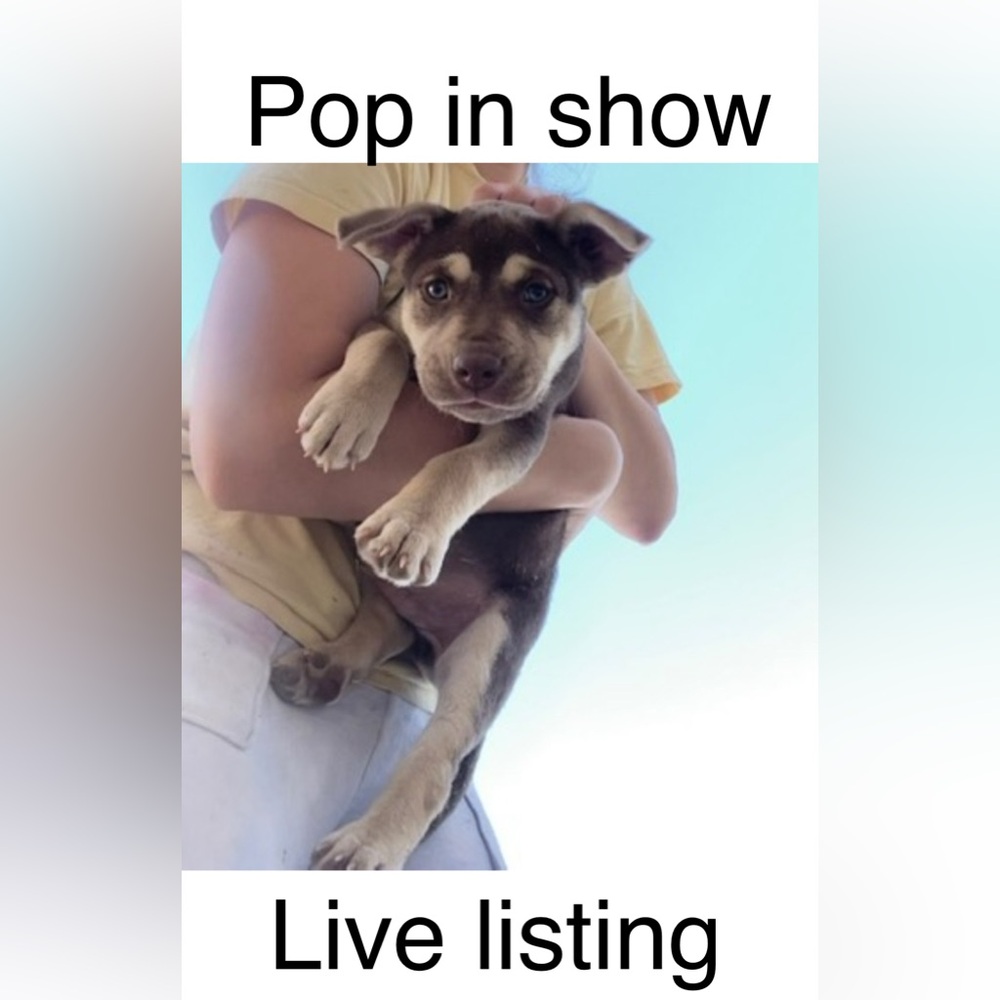 🦋Pop in Live Show Listing🦋